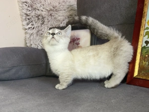 Pui pisica rasă Munchkin cu picioare scurte  - imagine 2