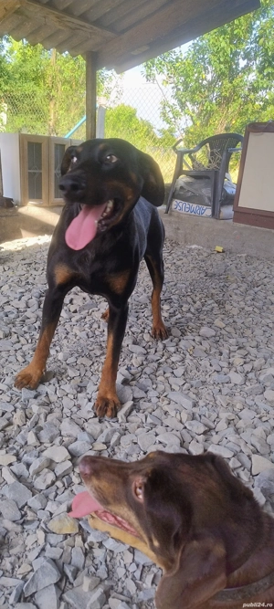 Doberman picher - imagine 2 Doberman picher - imagine 2