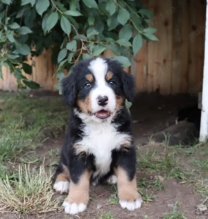 Pui Ciobănesc de Berna de Vânzare - Blândețe și Loialitate la Superlativ!