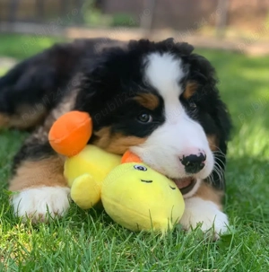 Pui rasă Ciobănesc de Berna ideal pentru familie! - imagine 2