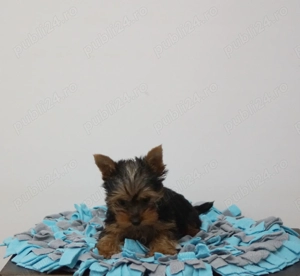 Baietel Yorkshire Terrier 
