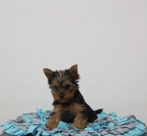 Baietel Yorkshire Terrier  - imagine 3