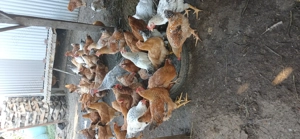 Vind pui tăiați  - imagine 5