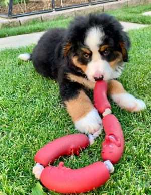 Pui Ciobănesc de Berna - rasă premium pentru familie și siguranță!