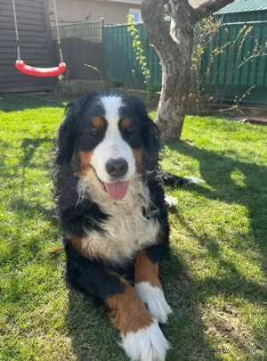 Vânzare pui Ciobănesc de Berna-  standard de calitate! - imagine 2