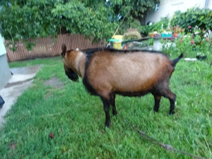 Vand tap rasa alpina franceza pura - imagine 3 Vand tap rasa alpina franceza pura - imagine 3