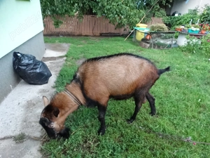 Vand tap rasa alpina franceza pura - imagine 2 Vand tap rasa alpina franceza pura - imagine 2