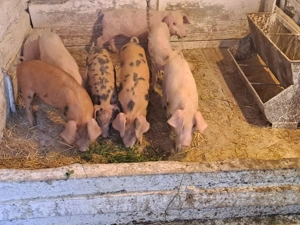 Vând purcei înțărcați