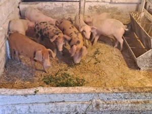 Vând purcei înțărcați  - imagine 5