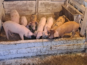 Vând purcei înțărcați  - imagine 4