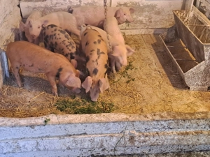 Vând purcei înțărcați  - imagine 2