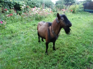 Vand tap rasa alpina franceza pura - imagine 4 Vand tap rasa alpina franceza pura - imagine 4