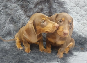 Cățeluși Teckel rasă pură  - imagine 3