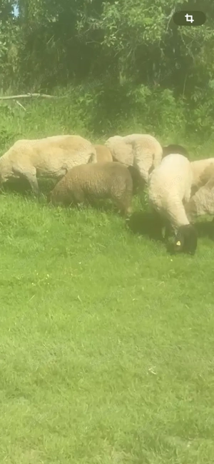 Vand oi carabase sarbesti - imagine 3 Vand oi carabase sarbesti - imagine 3