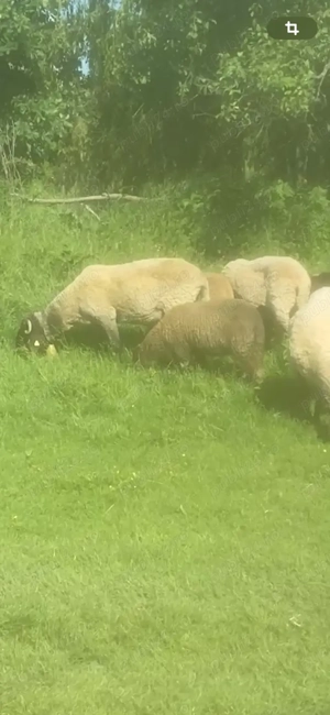 Vand oi carabase sarbesti - imagine 2 Vand oi carabase sarbesti - imagine 2