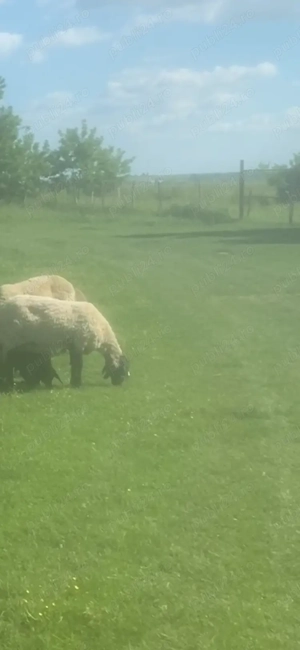 Vand oi carabase sarbesti - imagine 6 Vand oi carabase sarbesti - imagine 6