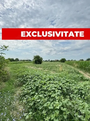 Teren 7.200 mp, de vanzare, loc. Rusi Ciutea, com. Letea Veche, jud. Bacau