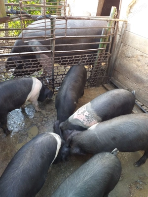 purcei sănătoși, grăsuți și frumoși - imagine 5