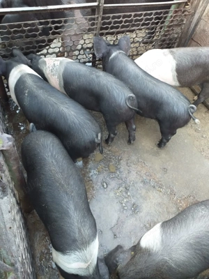 purcei sănătoși, grăsuți și frumoși - imagine 3