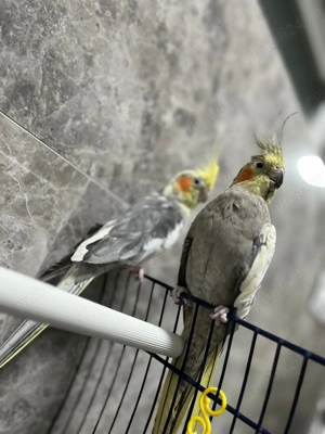 Puișori de  papagali specia nimfe