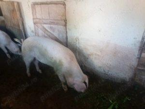 Vand porci Rasa Duroc, Bihor - imagine 4