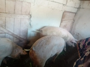 Vand porci Rasa Duroc, Bihor - imagine 5