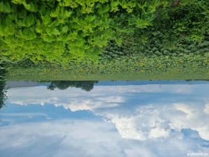 19900 mp teren Letea Veche Bacau