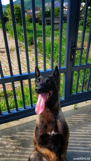 Dresaj canin  - imagine 2