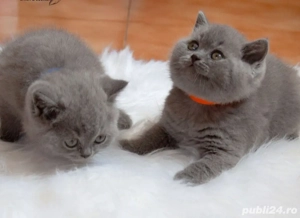British Shorthair Blue