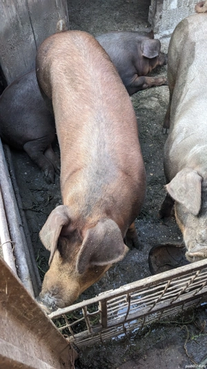 Porc 125-140kg - imagine 2 Porc 125-140kg - imagine 2
