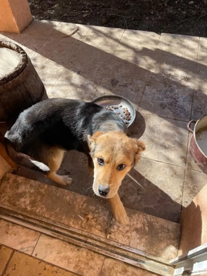 Oferim catelusa frumoasa si afectuoasa gratuit