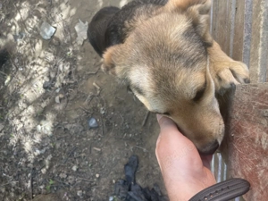 Oferim catelusa frumoasa si afectuoasa gratuit - imagine 3