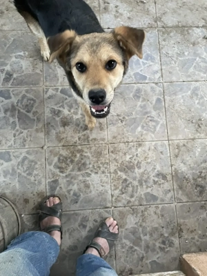 Oferim catelusa frumoasa si afectuoasa gratuit - imagine 4