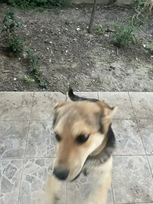 Oferim catelusa frumoasa si afectuoasa gratuit - imagine 5