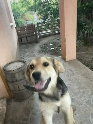 Oferim catelusa frumoasa si afectuoasa gratuit - imagine 2