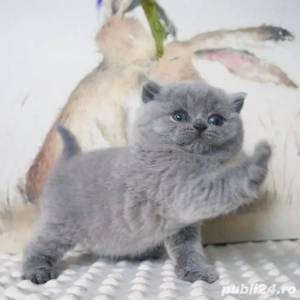 British Shorthair blue 