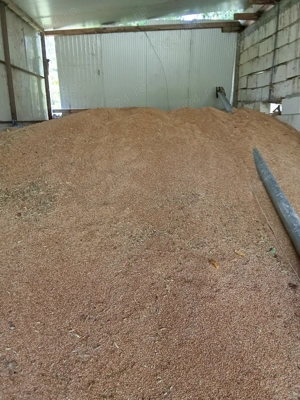 De vânzare grâu triticale