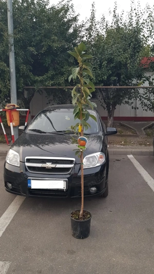 Chevrolet aveo 2009-1.4; 94CP, benzina  - imagine 3