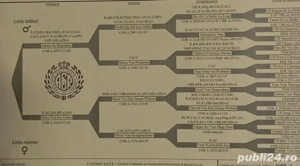  Brac german cu pedigree FCI - imagine 3