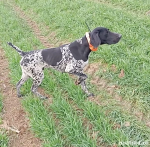  Brac german cu pedigree FCI - imagine 2