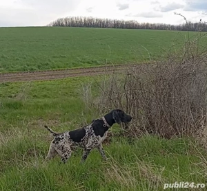  Brac german cu pedigree FCI