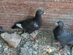 Vand pui porumbei voiajori