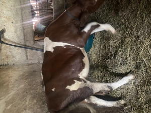 Vitea de vânzare  - imagine 2 Vitea de vânzare  - imagine 2