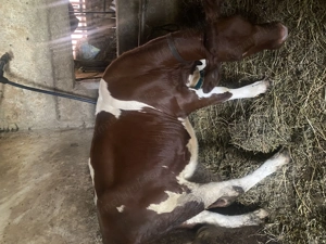 Vitea de vânzare  - imagine 4 Vitea de vânzare  - imagine 4