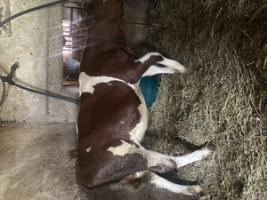 Vitea de vânzare  - imagine 3 Vitea de vânzare  - imagine 3