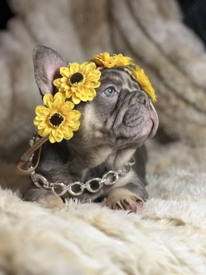 Bulldog Francez Royal Kennel  - imagine 3