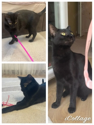 Adoptie pisica - imagine 3