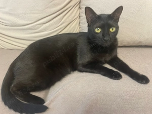 Adoptie pisica - imagine 4