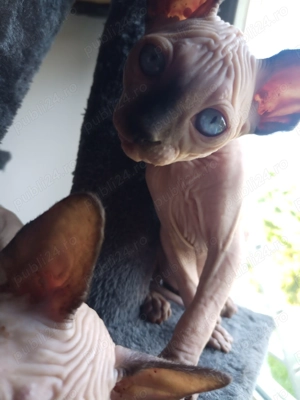 De vânzare pui de pisici 