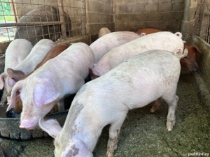 soldani 30 kg bucata